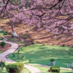 Shillong Cherry Blossom Festival, Meghalaya Tourism, Jason Derulo, The Script, Ward's Lake, Cherry Blossom Season, Northeast India Travel, Music Festival