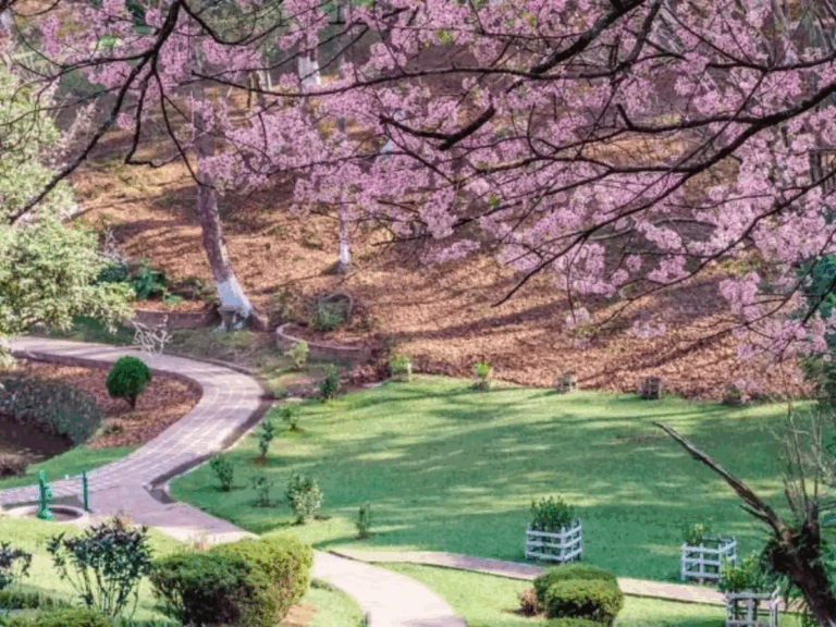 Shillong Cherry Blossom Festival, Meghalaya Tourism, Jason Derulo, The Script, Ward's Lake, Cherry Blossom Season, Northeast India Travel, Music Festival