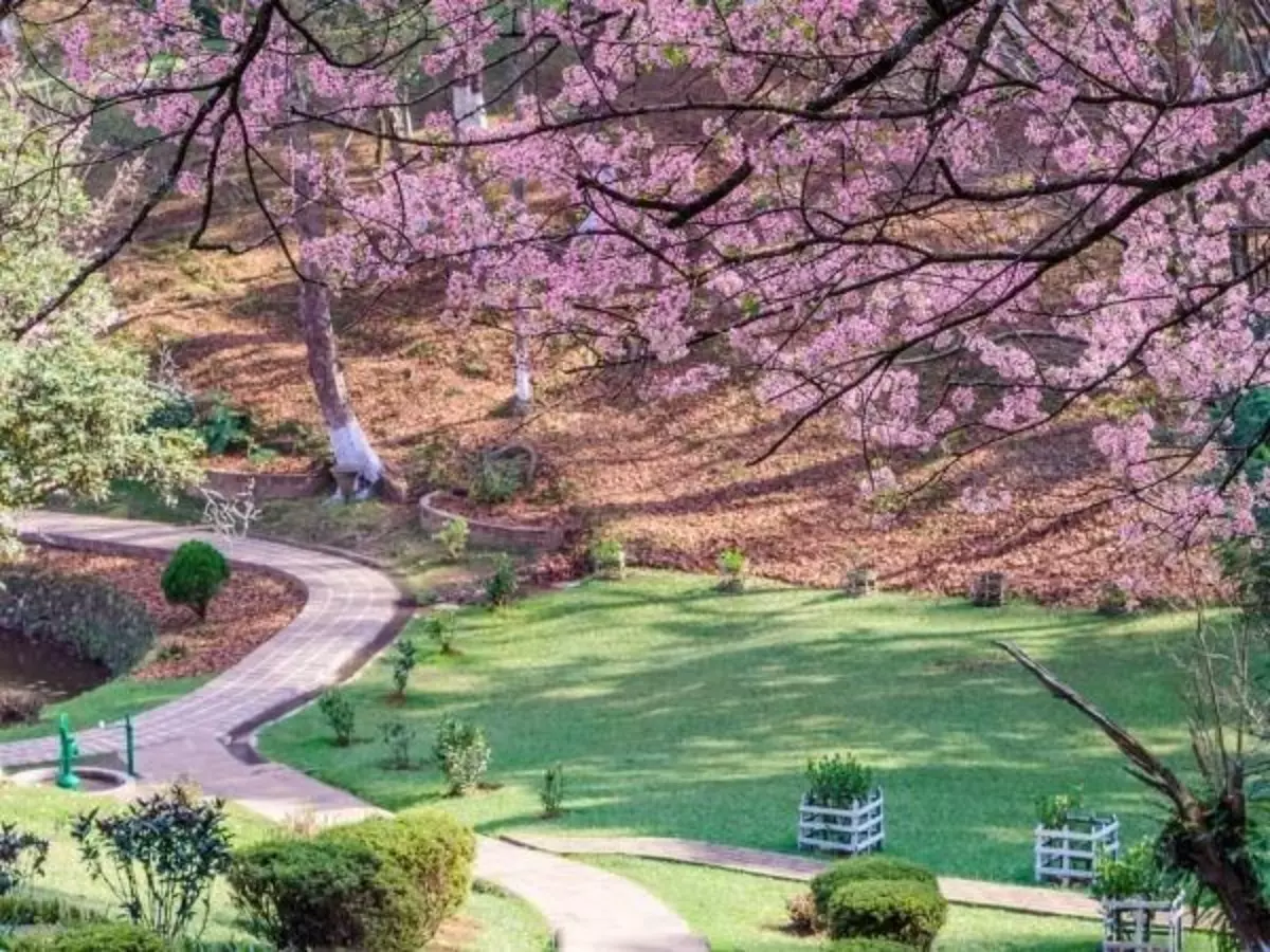 Cherry blossoms bloom over the winding pathways of Polo Grounds, Shillong, during the Cherry Blossom Festival showcasing the venue’s tranquil natural beauty