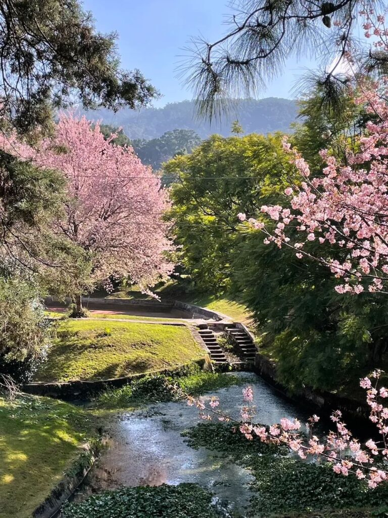 Cherry blossom trees in full bloom surrounding a peaceful stream at the Polo Grounds Shillong, the venue for the Cherry Blossom Festival 2025