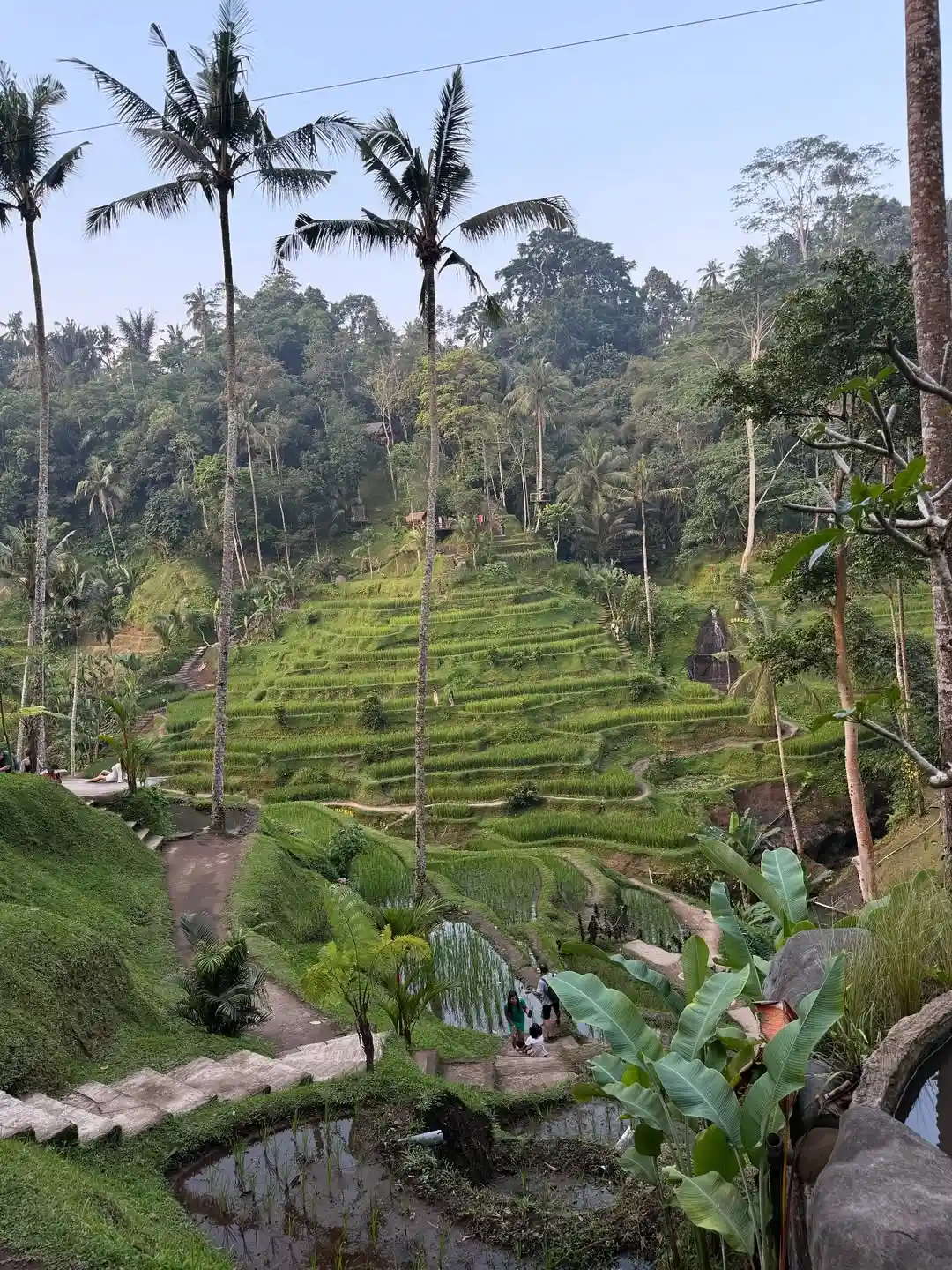 Tegalalang rice terraces in Bali are a popular and budget-friendly attraction near Ubud showcasing traditional rice farming and scenic views