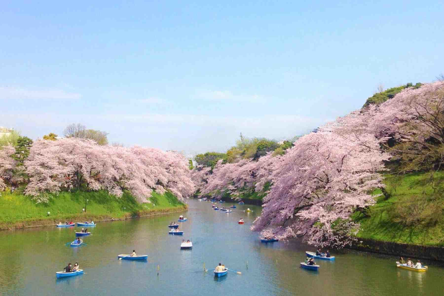 Cherry blossom trees in full bloom along a river in Shillong, with visitors enjoying boat rides during the Cherry Blossom Festival