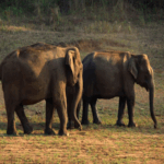 Kerala tourism", "Kerala travel guide", "India backwaters", "Munnar tea gardens", "Kerala beaches", "South India travel", "Kerala itinerary", "God's Own Country"