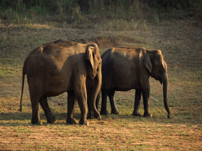 Kerala tourism", "Kerala travel guide", "India backwaters", "Munnar tea gardens", "Kerala beaches", "South India travel", "Kerala itinerary", "God's Own Country"