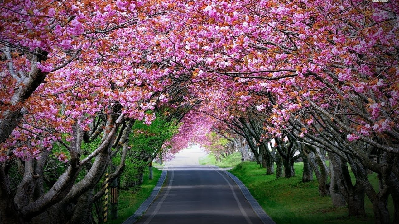 A picturesque road in Shillong adorned with blooming cherry blossom trees forming a natural pink flower tunnel during the Cherry Blossom Festival